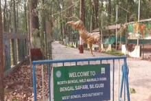 মায়ের কামড়েই শেষ তিন শাবক! শিলিগুড়ির বেঙ্গল সাফারি পার্কে মর্মান্তিক ঘটনা