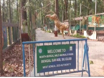 মায়ের কামড়েই শেষ তিন শাবক! শিলিগুড়ির বেঙ্গল সাফারি পার্কে মর্মান্তিক ঘটনা