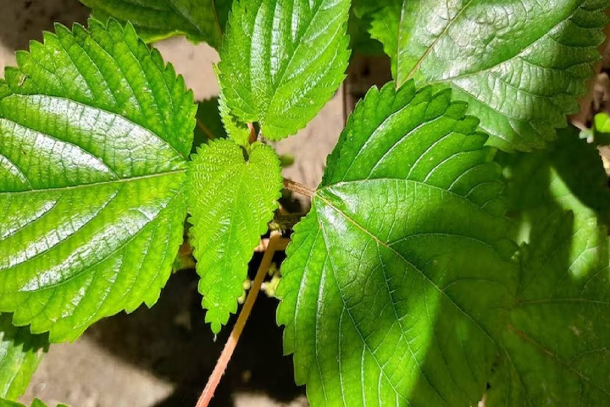 বিছুটি পাতার নাম শুনলেই চুলকানি? একদম না, এই মারণরোগগুলির দাওয়াই এটি! চমকে যাবেন