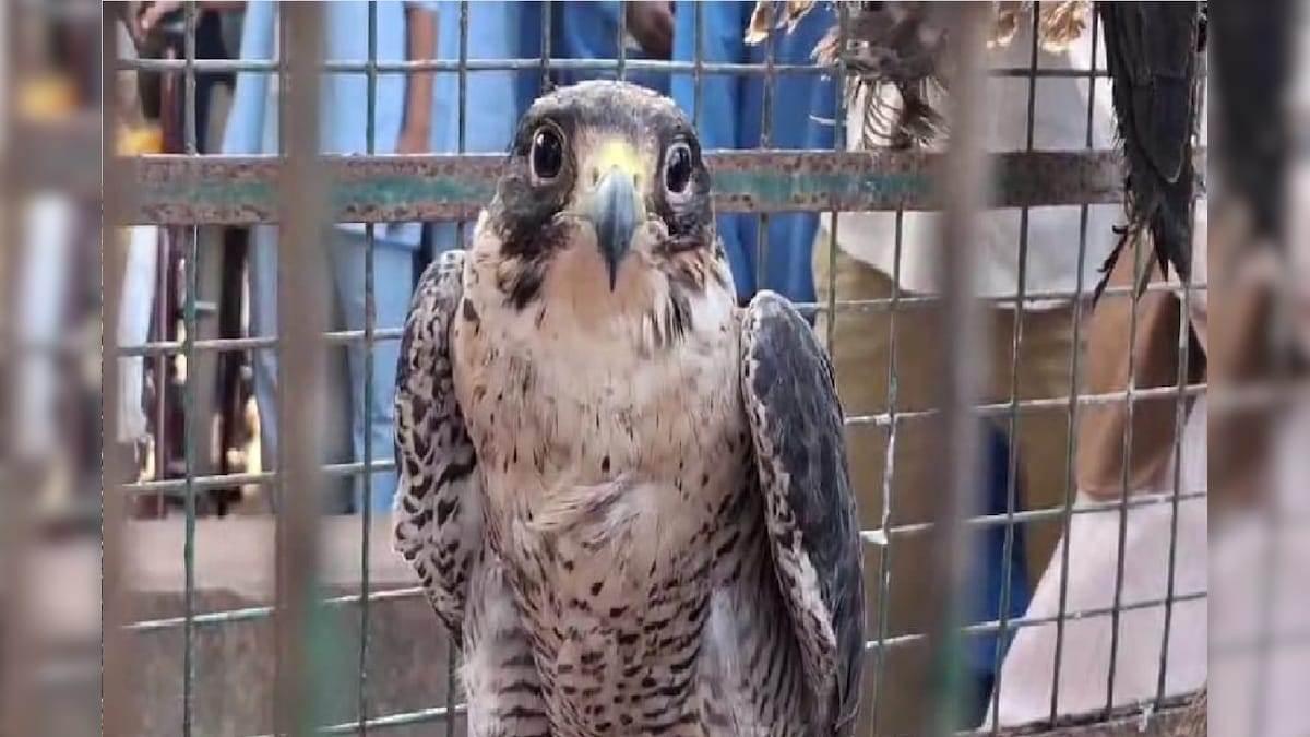 four birds have been released in bardhaman, বর্ধমানে চারটি পাখিকে ছেড়েদে