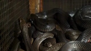 সাপের পকোরা