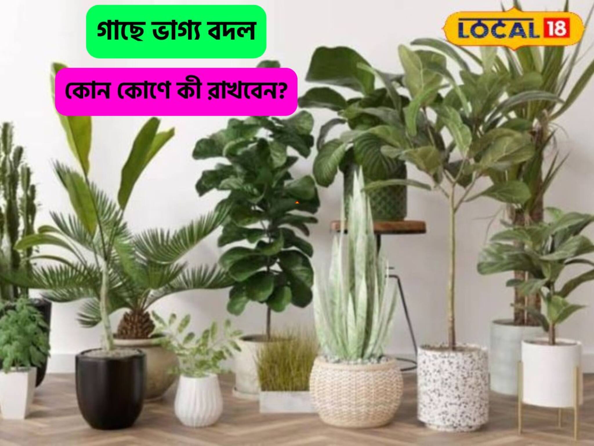 মুঠো মুঠো টাকা আসবে,গাছ বয়ে আনবে সম্পত্তি, ঘরের কোন কোণ কোন গাছে ভাগ্য বদল?