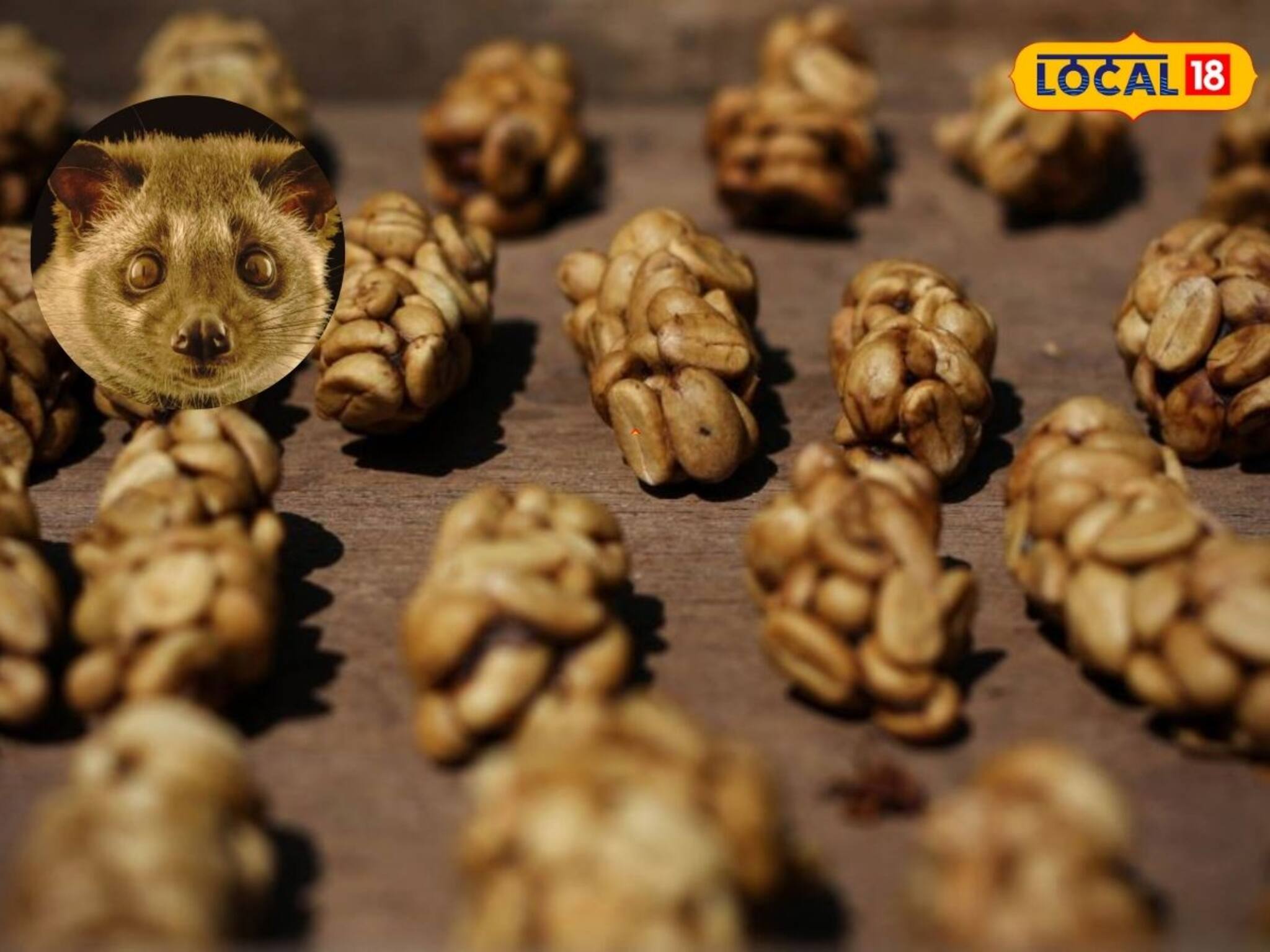 ধূসর রং-গায়ে ঘন লোম, বিশ্বের দামি কফি তৈরি হয় এর মল থেকে, এটি কোন পশু?