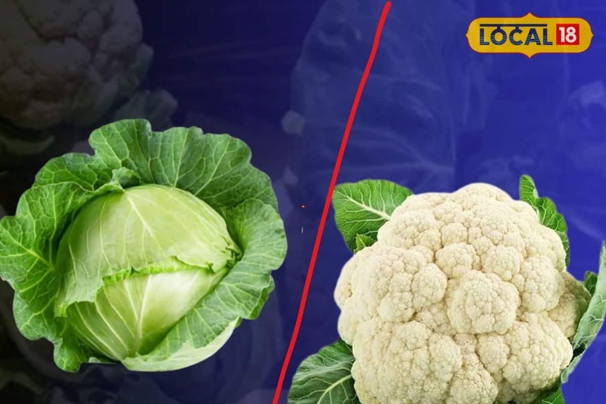 Cauliflower vs Cabbage: শীতের বাজারে ‘রাজা-রানি’, পুষ্টিগুণে এগিয়ে কে? বাঁধাকপি নাকি ফুলকপি, ভিটামিন-মিনারেলের খনি কোন সবজি, চমকে যাওয়া তথ্য Cauliflower vs Cabbage: শীতের বাজারে ‘রাজা-রানি’, পুষ্টিগুণে এগিয়ে কে? বাঁধাকপি নাকি ফুলকপি, ভিটামিন-মিনারেলের খনি কোন সবজি, চমকে যাওয়া তথ্য