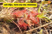 দেখতে ছোট পতঙ্গভুক এই উদ্ভিদ, মাংসাশী বলে ভুল করবেন না! বহুকাল ধরেই রয়েছে সূর্যশিশির