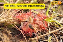 দেখতে ছোট পতঙ্গভুক এই উদ্ভিদ, মাংসাশী বলে ভুল করবেন না! বহুকাল ধরেই রয়েছে সূর্যশিশির
