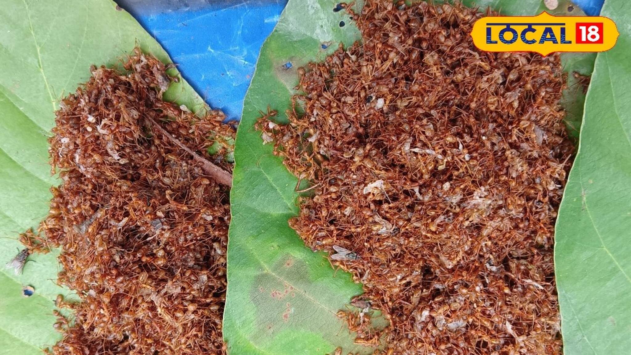 Winter Health Tips: ঠেসে ঠেসে ভরা ক্যালসিয়াম, ভিটামিন সি! ১ চামচেই সারে কঠিন-জটিল জেদি রোগ! নাক সিঁটিয়ে লাভ নেই, খুঁজে কিনুন