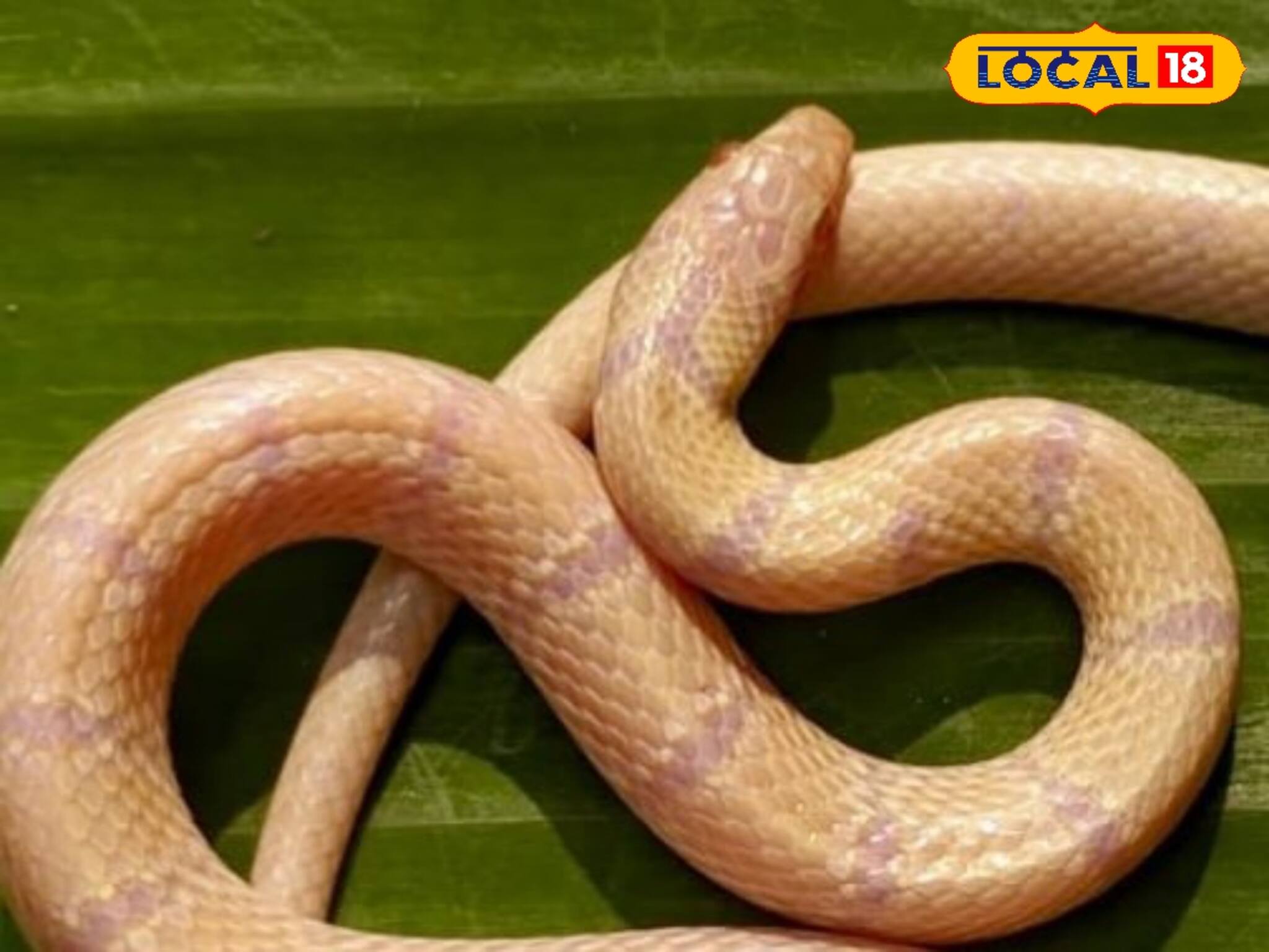 বাপ রে বাপ, এই সাপও দেখা গেল বাংলায়, বিবর্ণ এই সাপ দেখে আতঙ্কে খাড়া হল রোম