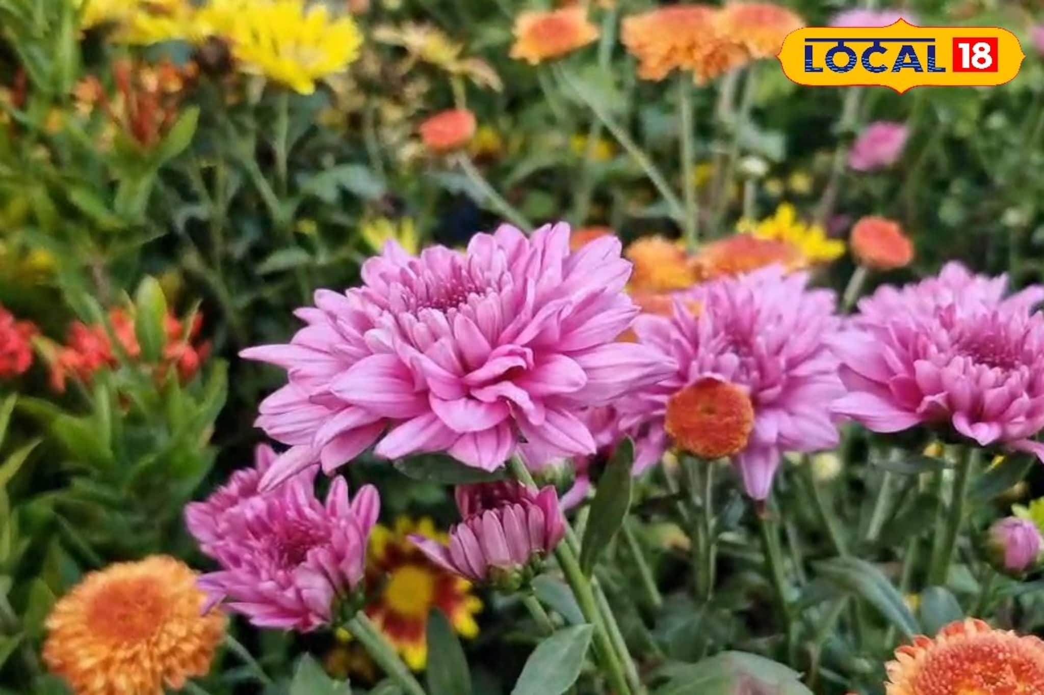 পচা জিনিসের ‘ছোট্ট টোটকা’! রঙিন পিটুনিয়া, গাঁদা, সূর্যমুখীতে ভরবে শীতের বাগান