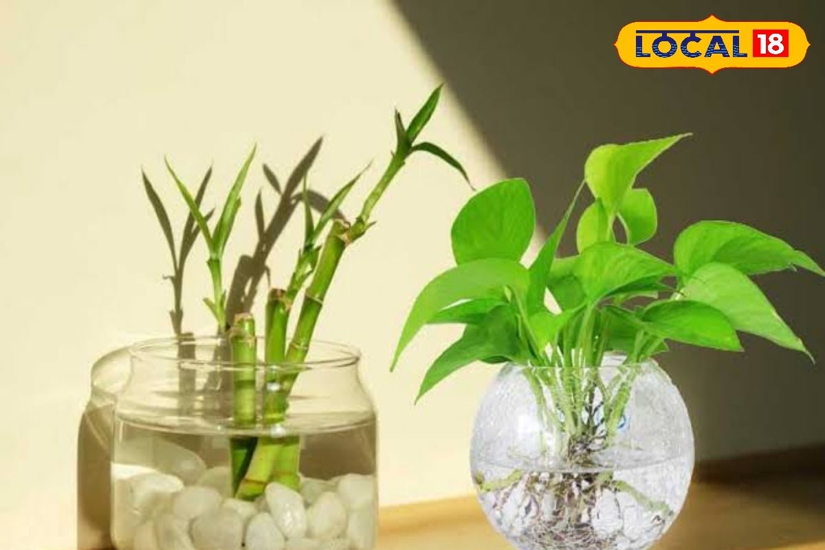 Indoor Plant: লাগবে না মাটি, জলেই তরতরিয়ে বাড়বে এই সব গাছ! রইল ইনডোর প্ল্যান্টের দুরন্ত সন্ধান