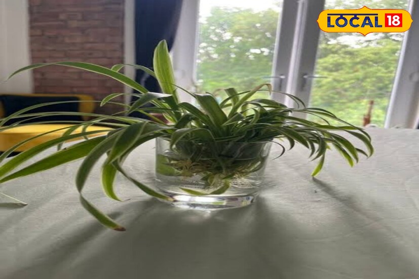 স্পাইডার প্ল্যান্ট হল এরকম একটি গাছ। সরু সরু পাতার এই গাছ, ঘরে রাখতে পারেন।স্পাইডার প্ল্যান্টের বৃদ্ধির জন্য শুধু জলই যথেষ্ট। পরিচর্যা ছাড়াই ভাল থাকতে পারে এই গাছ।