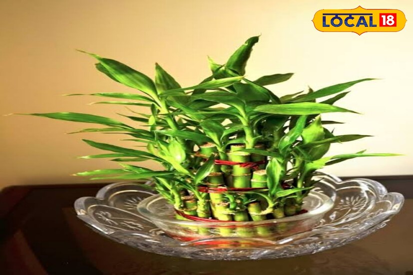 ঘর সাজানোর জন্য আরও একটি গাছ হল লাকি ব্যাম্বু। অনেকে এক প্রকার ‘শো পিস’ হিসাবেও এই গাছ ঘরে রাখেন। এই গাছ জলেই বৃদ্ধি পায়।