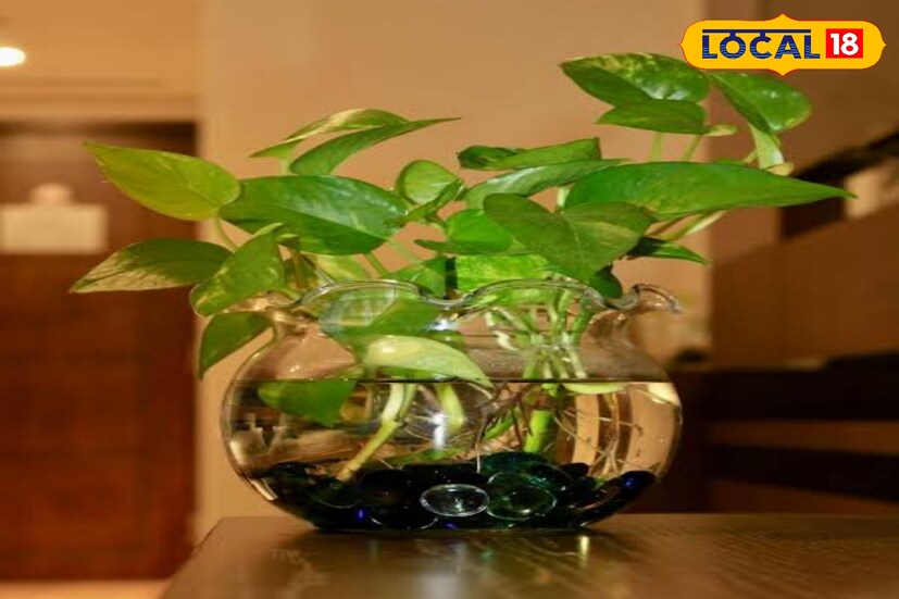 পোথস এই তালিকার আরও একটি সংযোজন। মাটি ছাড়া জলেও বেঁচে থাকতে পারে গাছটি। পাতাগুলিতে সবুজের মধ্যে থাকে হলুদের ছিটে। 