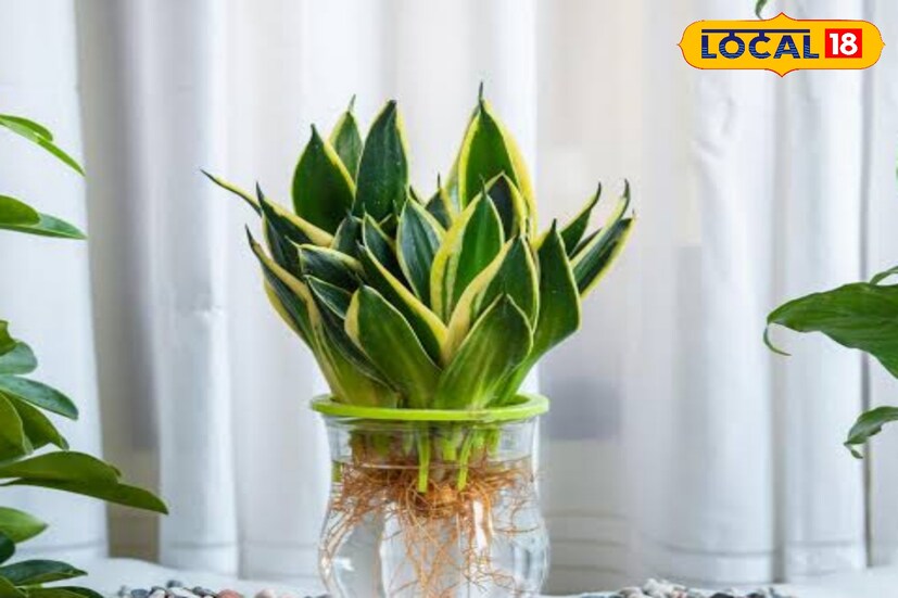 ঘরের মধ্যে বাতাস দূষণমুক্ত করতে স্নেক প্লান্টস কাজে দেয়। শুধু জলেই বেঁচে থাকতে পারে এই গাছটি, বৃদ্ধিও পায়। বেশি যত্নেরও দরকার হয় না। 