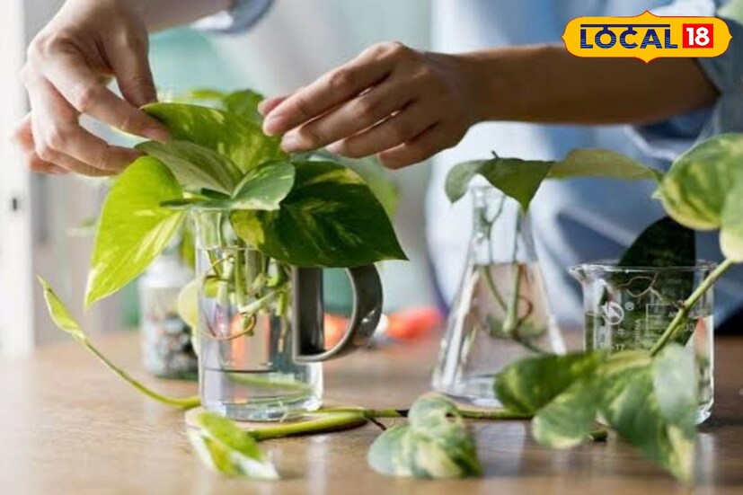 মনেস্টেরা গাছের পাতাগুলি বেশ বড়, দেখলে মনে হবে নকসা করা। মাটিতে এই গাছ যেমন বৃদ্ধি পায়, তেমনই শুধু জলেও বেঁচে থাকতে পারে এই গাছ। তবে শুধু জলেই রাখলে হবেনা, এই গাছের ক্ষেত্রে একটু বাড়তি যত্নের প্রয়োজন আছে।