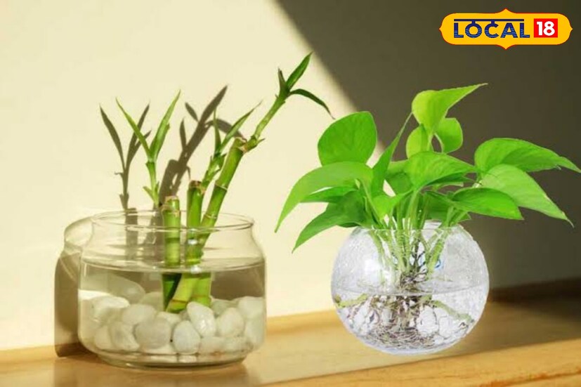 মাটির প্রয়োজন নেই গাছের। শুধু জলের উপর নির্ভর করে বাঁচছে গাছ। কথাটা অবাস্তব মনে হলেও এটাই সত্যি। এইরকম গাছগুলি ঘর সাজানোর জন্য ব্যবহৃত হয়। মাটির প্রয়োজন নেই গাছের। শুধু জলের উপর নির্ভর করে বাঁচছে গাছ। কথাটা অবাস্তব মনে হলেও এটাই সত্যি। এইরকম গাছগুলি ঘর সাজানোর জন্য ব্যবহৃত হয়।