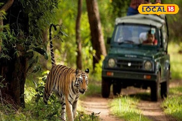 পাহাড়-সমুদ্র তো যানই,এবারে গন্তব্য জঙ্গল? রইল ভারতের সেরা ৫ জাতীয় উদ্যানের হদিশ পাহাড়-সমুদ্র তো যানই,এবারে গন্তব্য জঙ্গল? রইল ভারতের সেরা ৫ জাতীয় উদ্যানের হদিশ