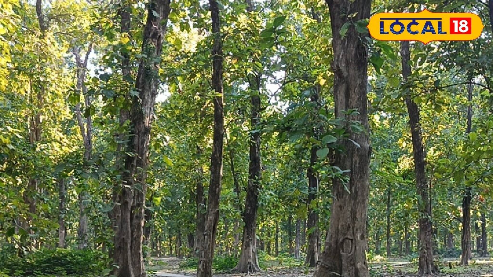 শহর থেকে ঢিল ছোড়া দূরত্বে জঙ্গলের নির্জনতা! পরিযায়ী পাখিদের আনাগোনা, ঘুরে আসুন