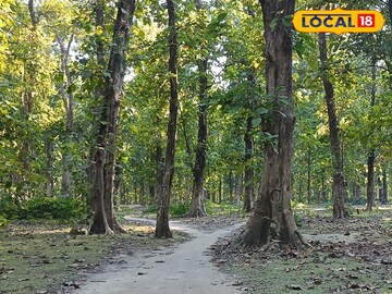 শাল শাল