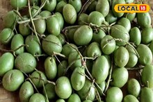 ক্যানসার থেকে হাড়ের ক্ষয় আটকে দেয়! বহু জটিল রোগের মহা-ওষুধ জলপাই! জানুন