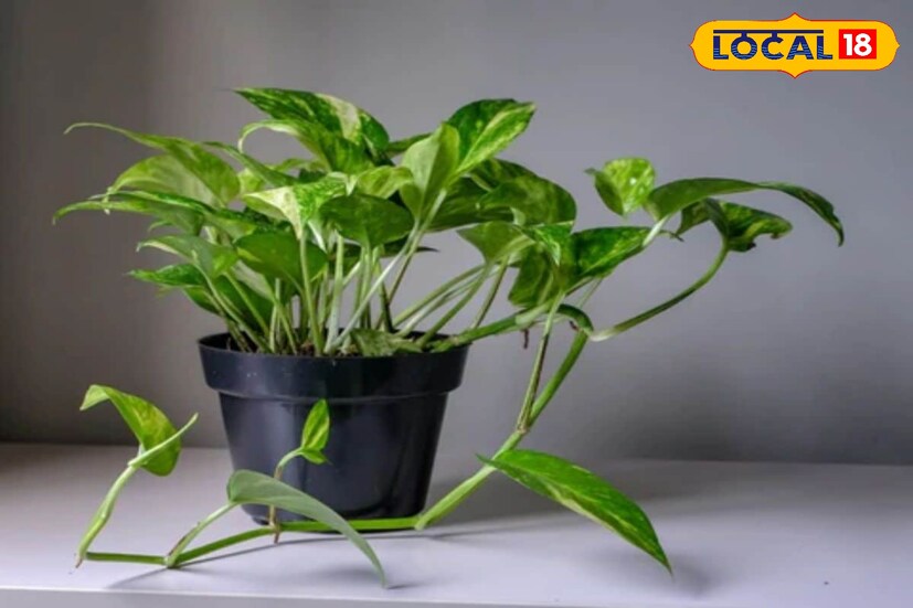 মানি প্ল্যান্ট- এই গাছের পাতার আকৃতিই বলে দেয়, বাড়িতে একটা মানি প্ল্যান্ট রাখলে সুখ, সমৃদ্ধি আসবেই। এছাড়াও কোনও অর্থনৈতিক সমস্যা থেকেও দ্রুত মুক্তি পাওয়া যায়। কারণ বাড়িতে একটা মানি প্ল্যান্ট থাকলে মন ভালো থাকে। গাছের শ্রীবৃদ্ধির সঙ্গে নিজেরও খারাপ সময় কেটে যায়।