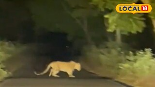 লেপার্ড লেপার্ড