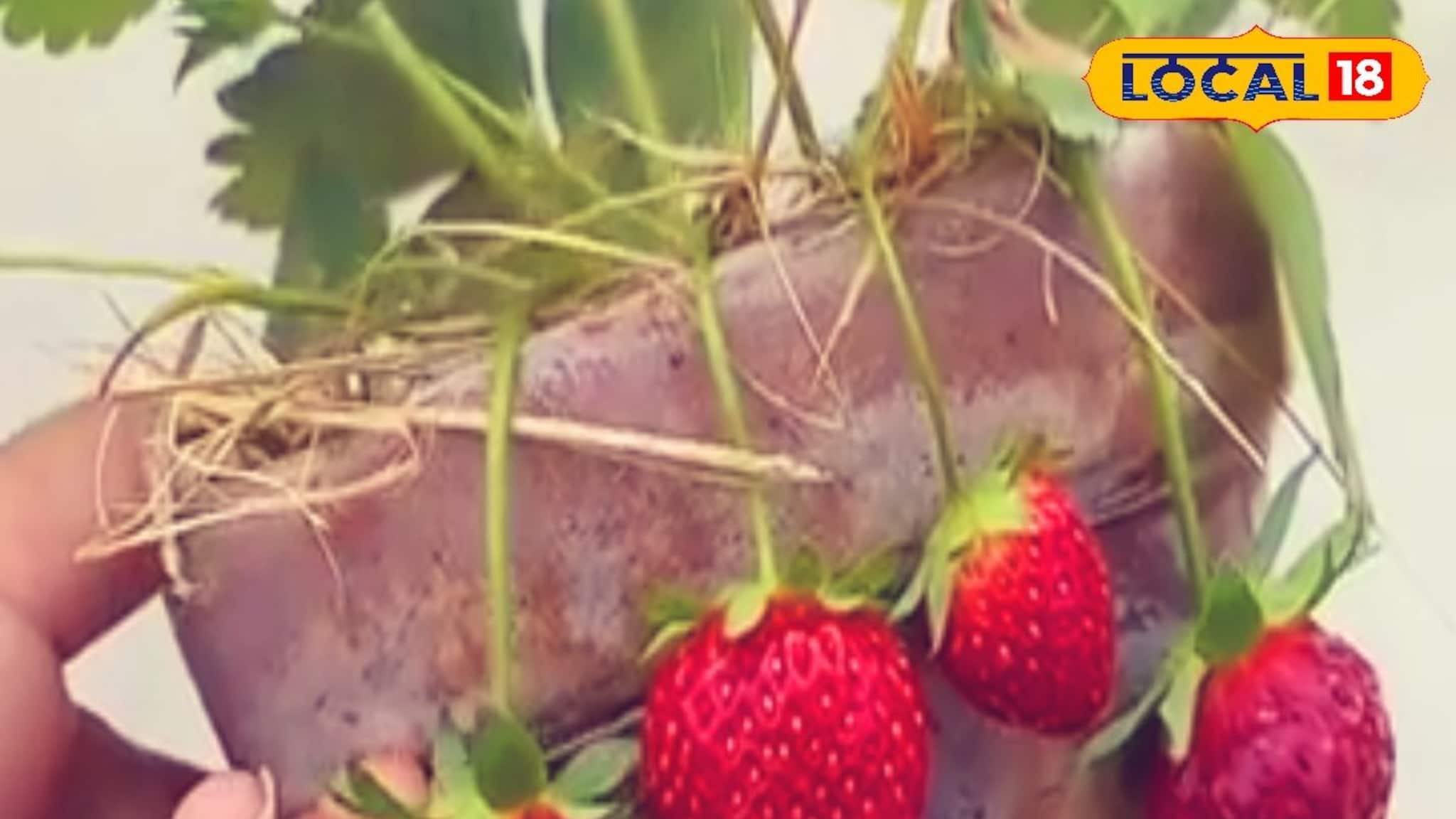 এই শীতে সহজে স্ট্রবেরি চাষ করুন বাড়ির ছাদ বাগানে, সহজেই হবে মোটা টাকা আয়