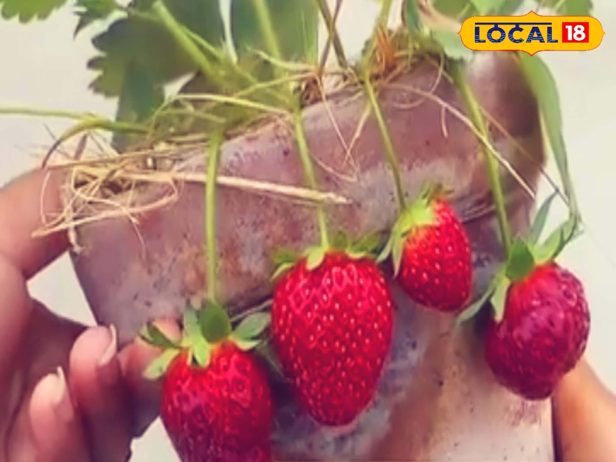 এই শীতে সহজে স্ট্রবেরি চাষ করুন বাড়ির ছাদ বাগানে, সহজেই হবে মোটা টাকা আয়