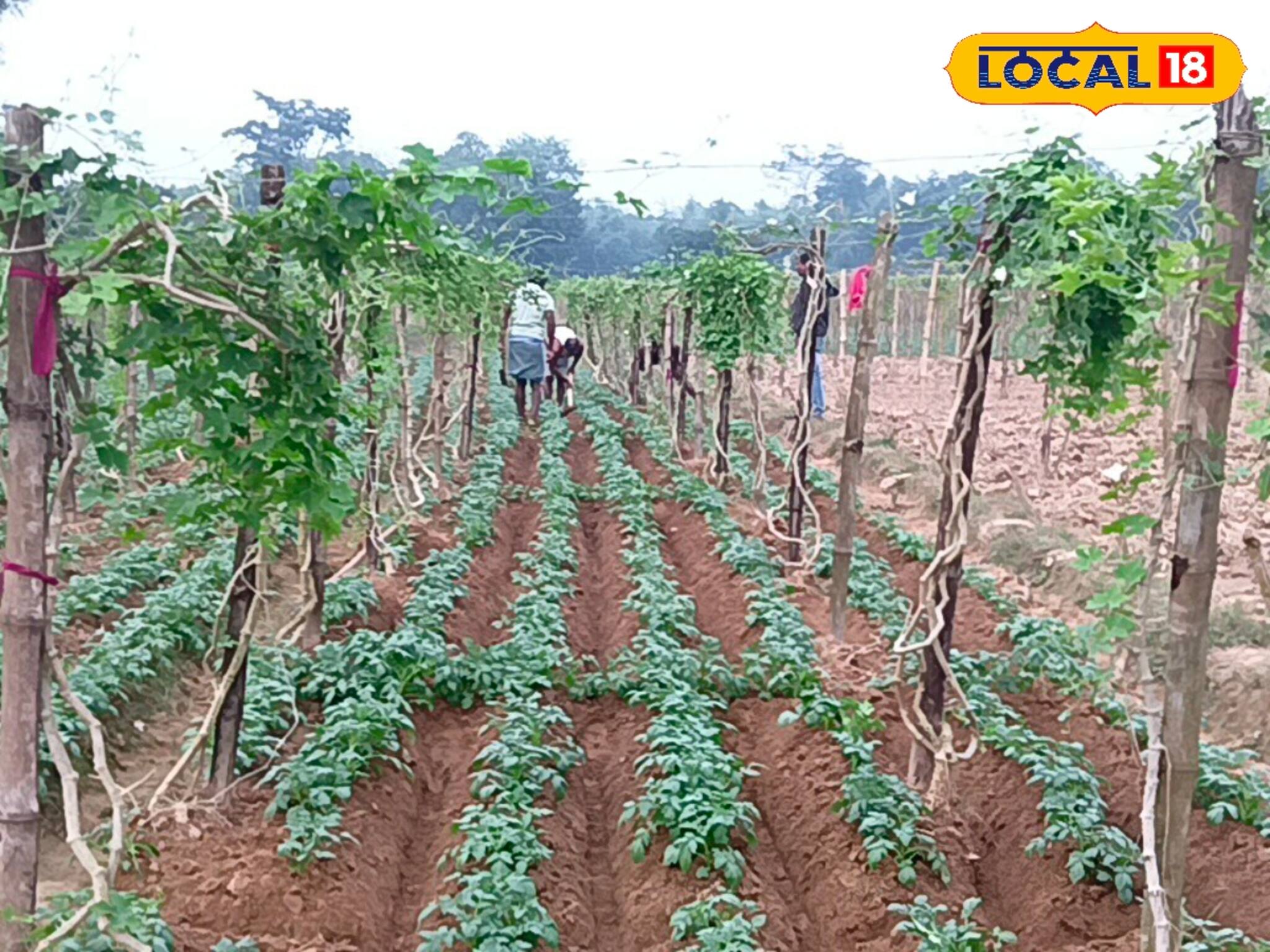 Jhargram News: পকেটে ঢুকবে অনেক বেশি টাকা! এক জমিতে, একই সময়ে আলু সহ দুই চাষের আবিষ্কার চাষিদের