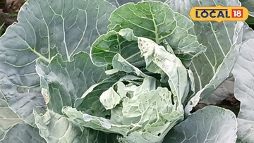 কুয়াশার