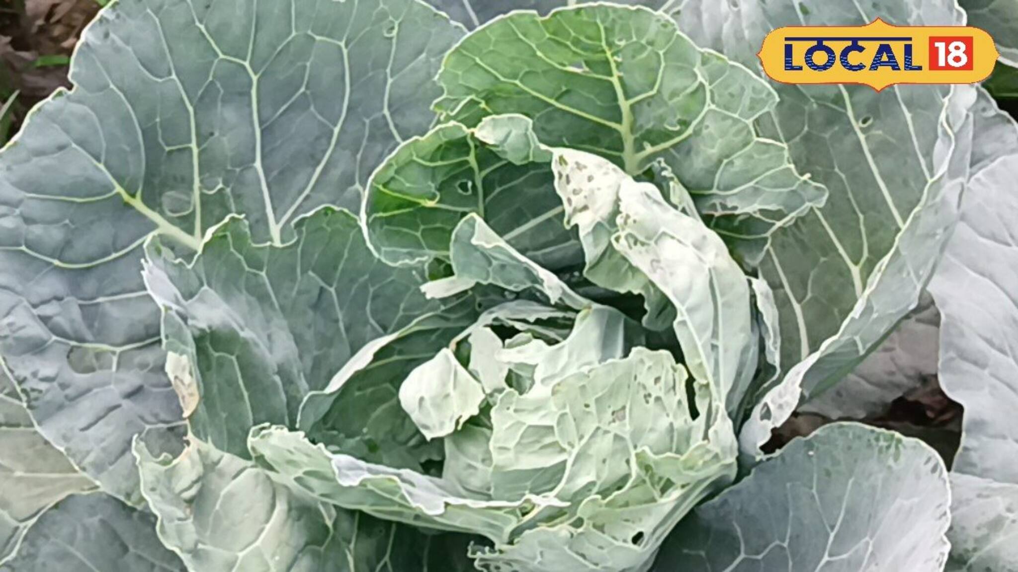 Jhargram News: গোদের উপর বিষফোঁড়া! এই কারণে ফের বাজারে অগ্নিমূল্য হতে পারে সবজির দাম