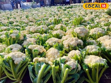 South 24 Parganas News: সম্পূর্ণ জৈব ভাবেই ফলান শীতের সবজি! ফলন হবে প্রচুর