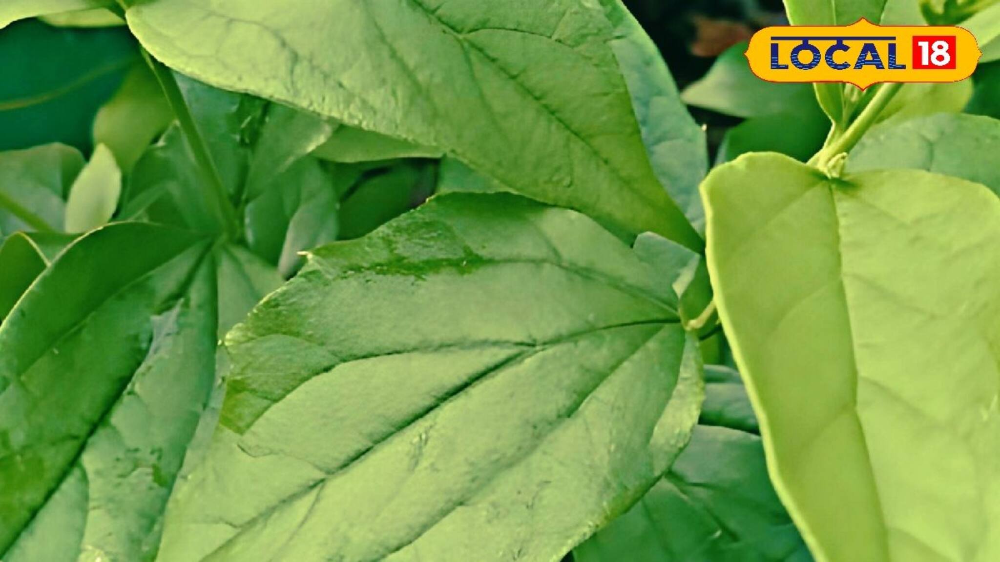 সর্দি-কাশি-জ্বর থেকে শুরু করে জটিল রোগ দূর হবে! সঠিক নিয়মে খান এই পাতা!