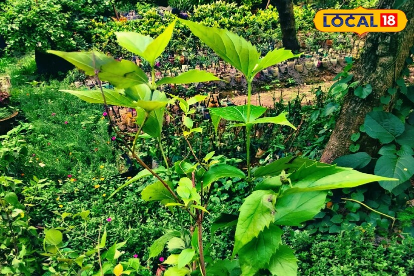 অভিজ্ঞ আয়ুর্বেদ চিকিৎসক অসীম শর্মা জানান, ত্বকের পরিচর্যা থেকে শুরু করে জ্বর-সর্দি, কাশির কিংবা ব্যথার ব্রহ্মাস্ত্র এই শিউলি ফুল গাছের পাতা।