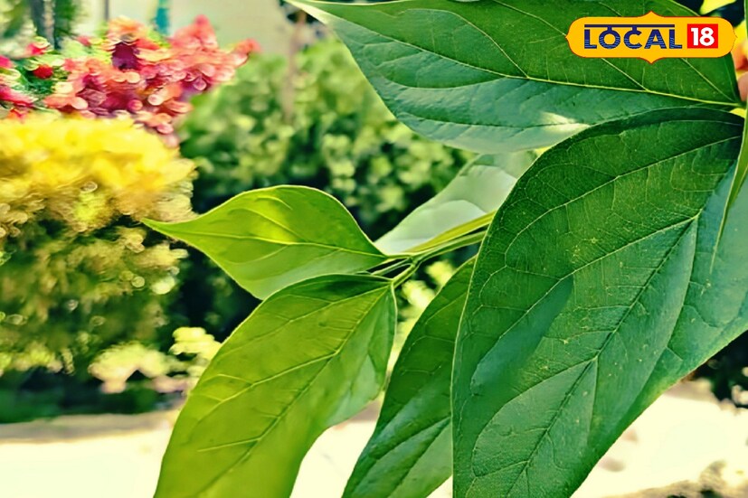 আশ্বিনের শিউলি ফুলের সময় চলে গেলেও শীতের মরসুম পরিবর্তনের সময়ে এই শিউলি পাতা নানান ভাবে উপকারে লেগে থাকে।
