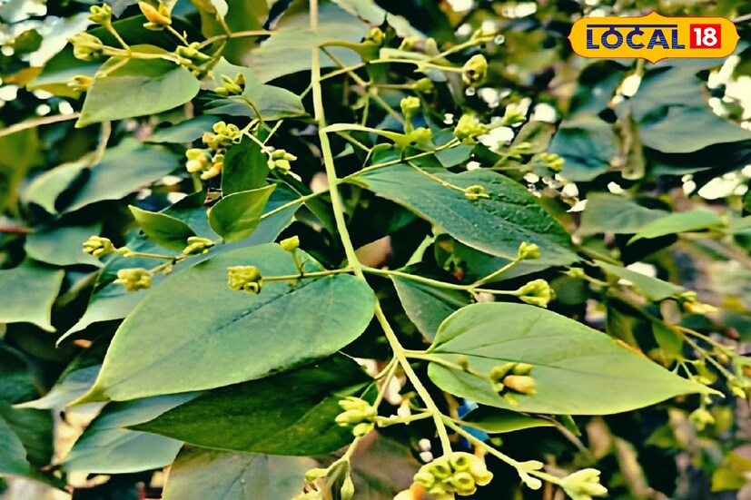 সায়াটিকার মতো ব্যথা থেকে সহজে রেহাই পেতে ৩ থেকে ৪ টে পাতা নিয়ে পিষে, সেদ্ধ করে সেই জল দিনে খালিপেটে খেলেই মেলে উপকার।