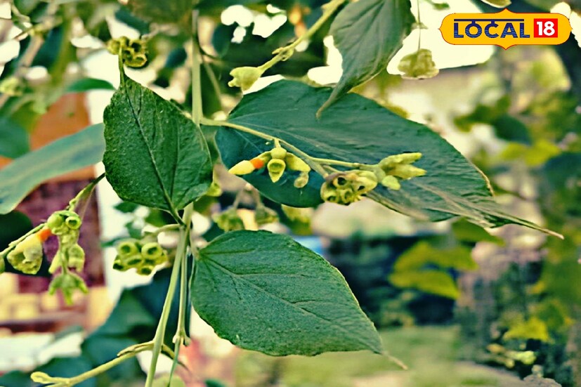 ঠান্ডা লাগার সমস্যা হলে ২ থেকে ৩ টি শিউলি পাতা এবং ৩ থেকে ৪ টি তুলসী পাতা নিয়ে তা ফুটিয়ে চায়ের মতো বানিয়ে খেলে উপকার মেলে।