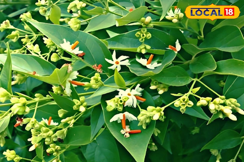শুধুই এই গাছের ফুলের সৌন্দর্য নয়। এই গাছের পাতার গুণও অনেকটাই গুরুত্বপূর্ণ করে তোলে এই গাছকে। শুধুই এই গাছের ফুলের সৌন্দর্য নয়। এই গাছের পাতার গুণও অনেকটাই গুরুত্বপূর্ণ করে তোলে এই গাছকে।