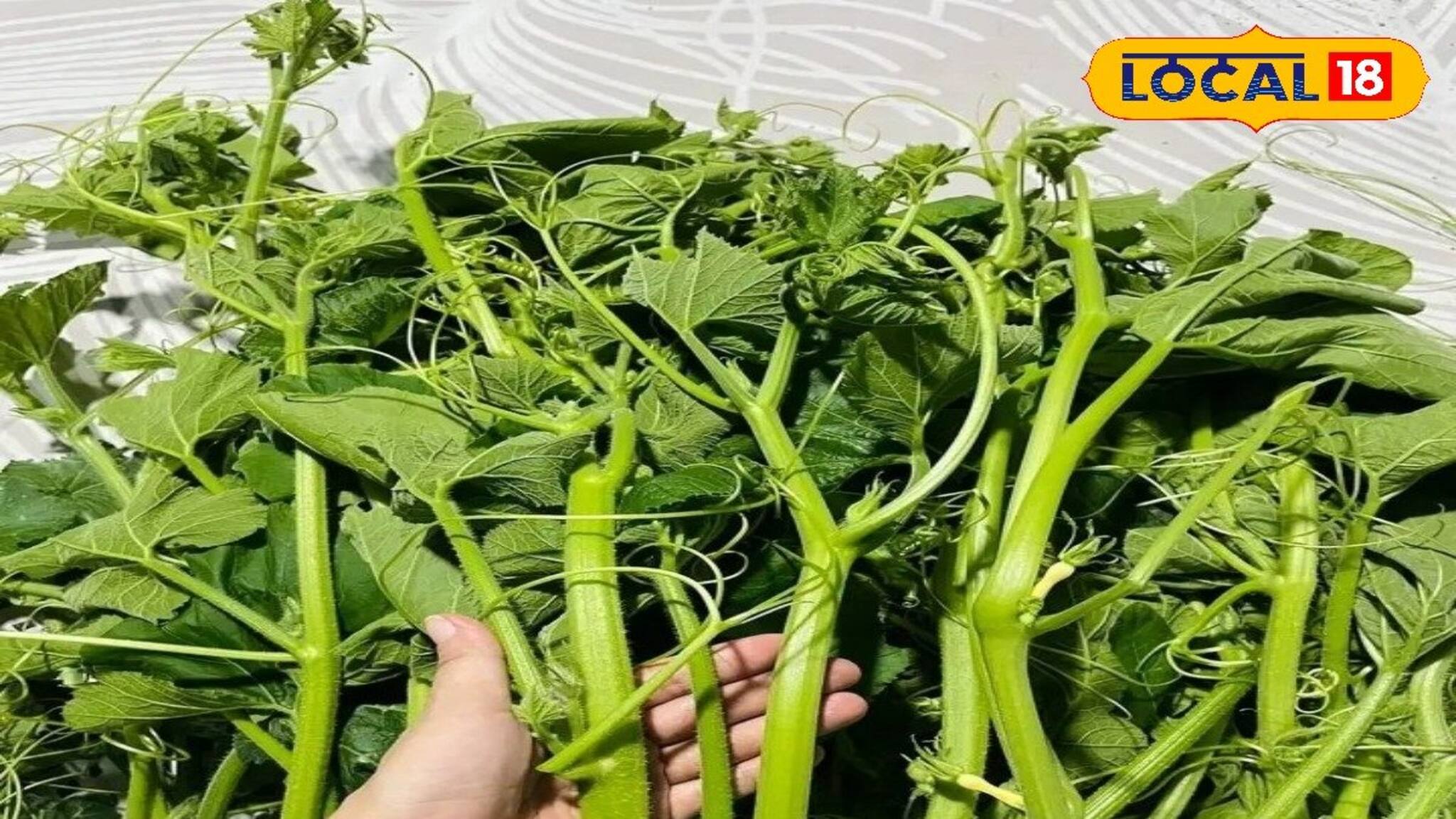 শরীরের বহু জটিল রোগের যম কুমড়ো শাক! খেলেই রোগ মুক্তি! জানুন চিকিৎসকের মত