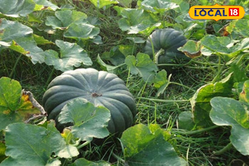 কুমড়োর পাতায় প্রচুর পরিমাণে আয়রন রয়েছে। যা দেহের আয়রনের ঘাটতি পূরণ করে দেহের রক্তের অভাব হতে দেয় না। নারী ও শিশুদের মধ্যে আয়রনের ঘাটতি দেখা যায়। তাই এক্ষেত্রে কুমড়ো শাক ভাল অস্ত্র হতে পারে। 