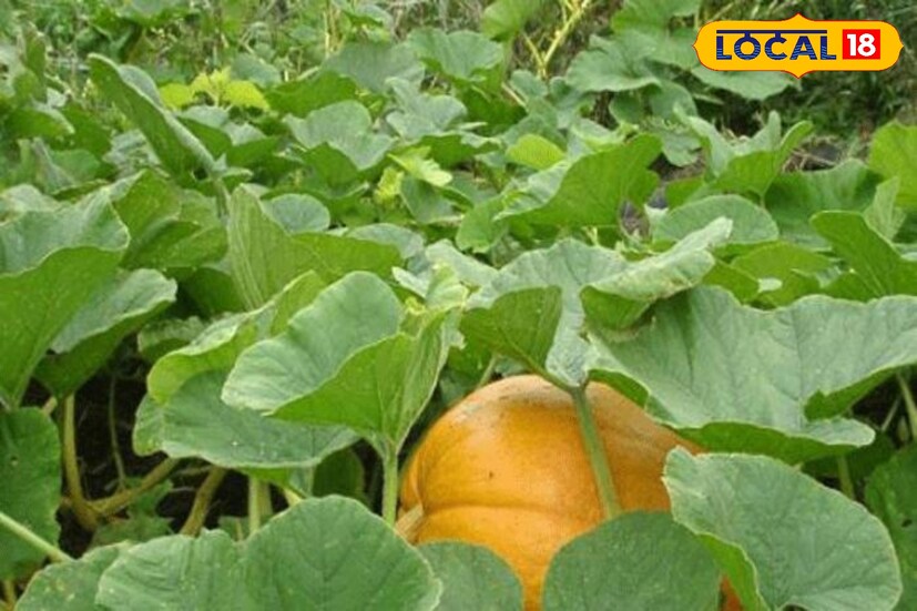 দৃষ্টিশক্তি বাড়াতে সপ্তাহে ২ থেকে ৩ বার কুমড়োর শাকের সবজি, স্যুপ বা কুমড়ো পাতার রস খাওয়া যেতে পারে। এছাড়াও চোখের ছানি প্রতিরোধ করতে যথেষ্ট উপকারী এই শাক। 