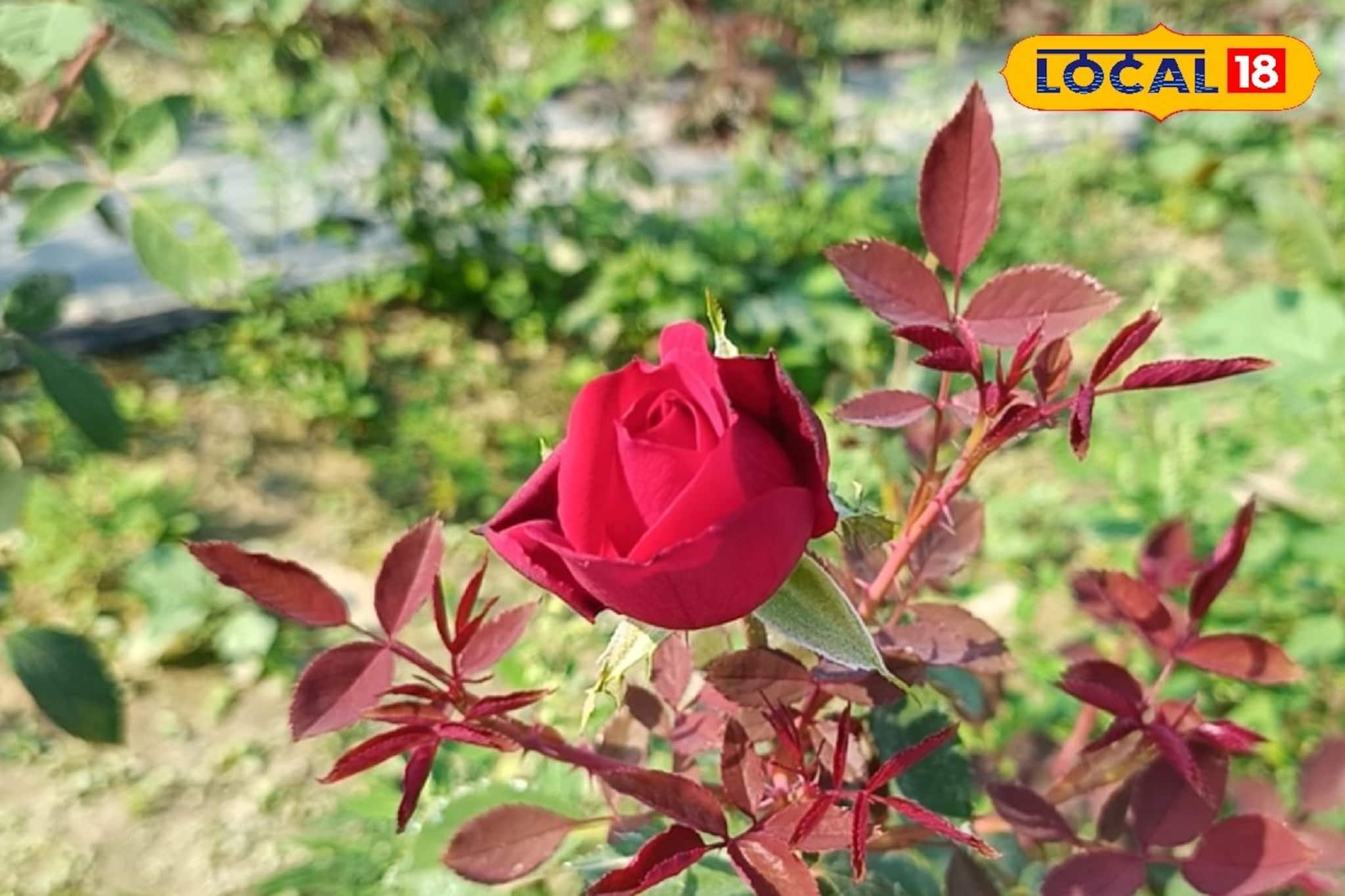 এই ফুল থেকেই হবে দারুণ আয়! জেনে নিন কীভাবে