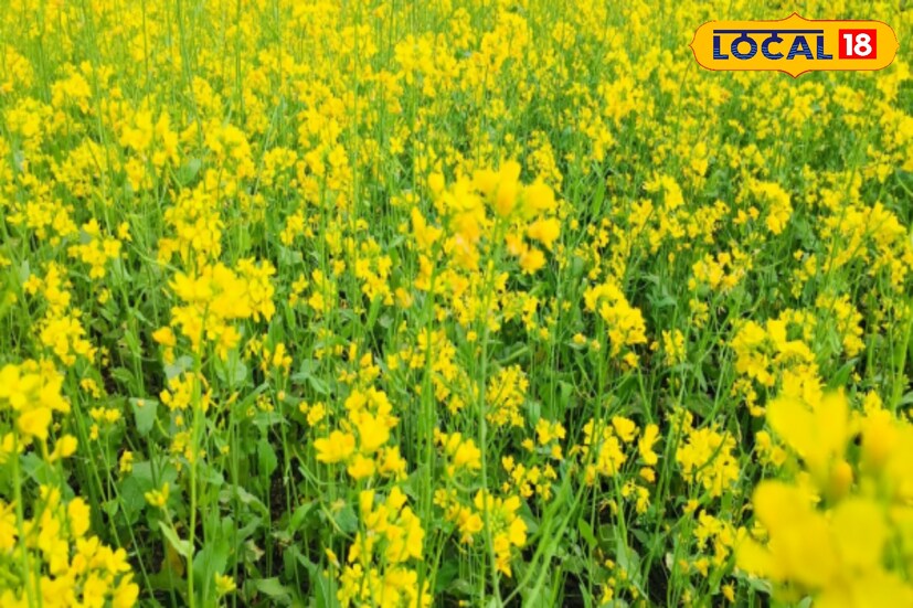 রোগ প্রতিরোধ ক্ষমতা কম, কোলেস্টরল রয়েছে? আপনার জন্য এই শাক ভীষণ জরুরি। আপনার কাছেই আছে এই শাক। যা খেলে আপনার শরীর থাকবে সুস্থ।শীতের সময় এই শাকের যেমন টেস্ট তেমনই রয়েছে পুষ্টিগুণ।  রোগ প্রতিরোধ ক্ষমতা কম, কোলেস্টরল রয়েছে? আপনার জন্য এই শাক ভীষণ জরুরি। আপনার কাছেই আছে এই শাক। যা খেলে আপনার শরীর থাকবে সুস্থ।শীতের সময় এই শাকের যেমন টেস্ট তেমনই রয়েছে পুষ্টিগুণ।