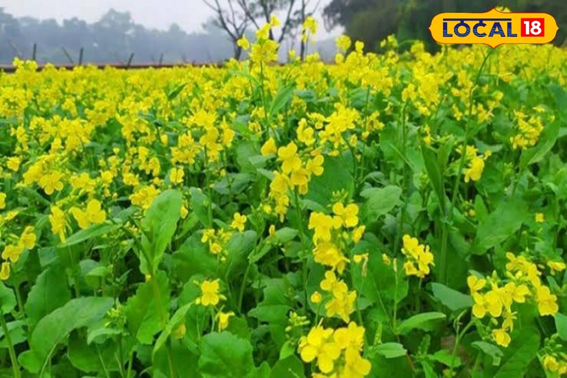 বিশেষজ্ঞরা মনে করেন, সরষে একটি শক্তিশালী অ্যান্টিঅক্সিডেন্টের পাশাপাশি অ্যান্টি-কার্সিনোজেনিক বৈশিষ্ট্যযুক্ত একটি সবজি। এমন পরিস্থিতিতে মারাত্মক রোগের ঝুঁকি কমাতে এর সেবন উপকারী। এছাড়াও, সরষের শাকে ক্যানসার কোষগুলির বৃদ্ধিকে বাধা দিতে সহায়তা করে।