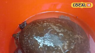 রাস্তা থেকে উদ্ধার হাওয়া কচ্ছপটি রাস্তা থেকে উদ্ধার হাওয়া কচ্ছপটি