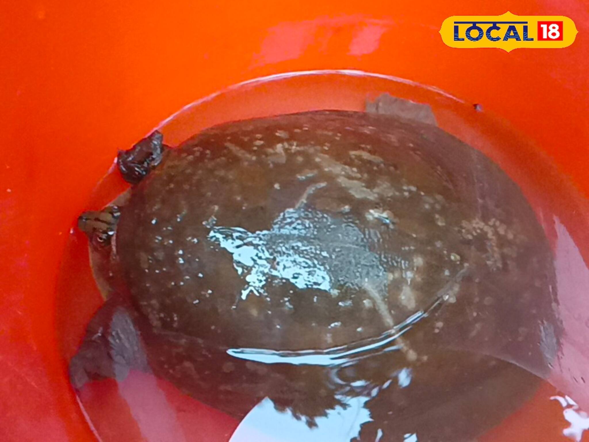 Jhargram: রাস্তার মধ্যে ওটা কী? কাছে যেতেই চোখ কপালে, শোরগোল ঝাড়গ্রামে