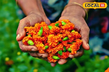 গাঁদা ফুল বাজার থেকে কিনতে হবে না আর! বাড়িতেই হবে 'গাদা গাদা', জানুন সহজ উপায়! গাঁদা ফুল বাজার থেকে কিনতে হবে না আর! বাড়িতেই হবে 'গাদা গাদা', জানুন সহজ উপায়!