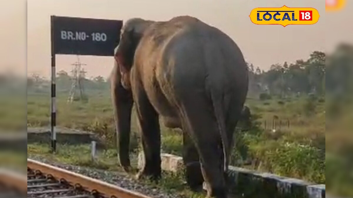 Elephant attack: ডুয়ার্সে হাঁড়িয়া গন্ধে মত্ত হাতির তাণ্ডব! দুটি বাড়ি ভাঙচুর, আতঙ্কিত গ্রামবাসীরা