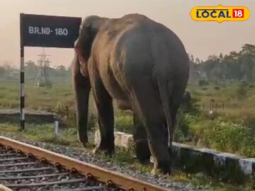 হাতির আক্রমণ