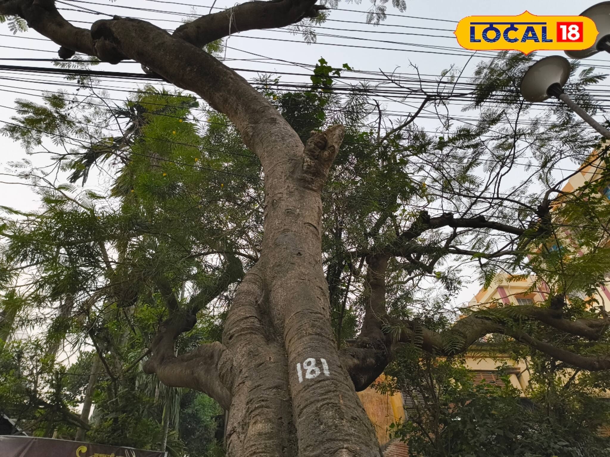 গাছেদের জন্য তৈরি হচ্ছে আধার কার্ড! কোথায় নেওয়া হচ্ছে অভিনব উদ্যোগ